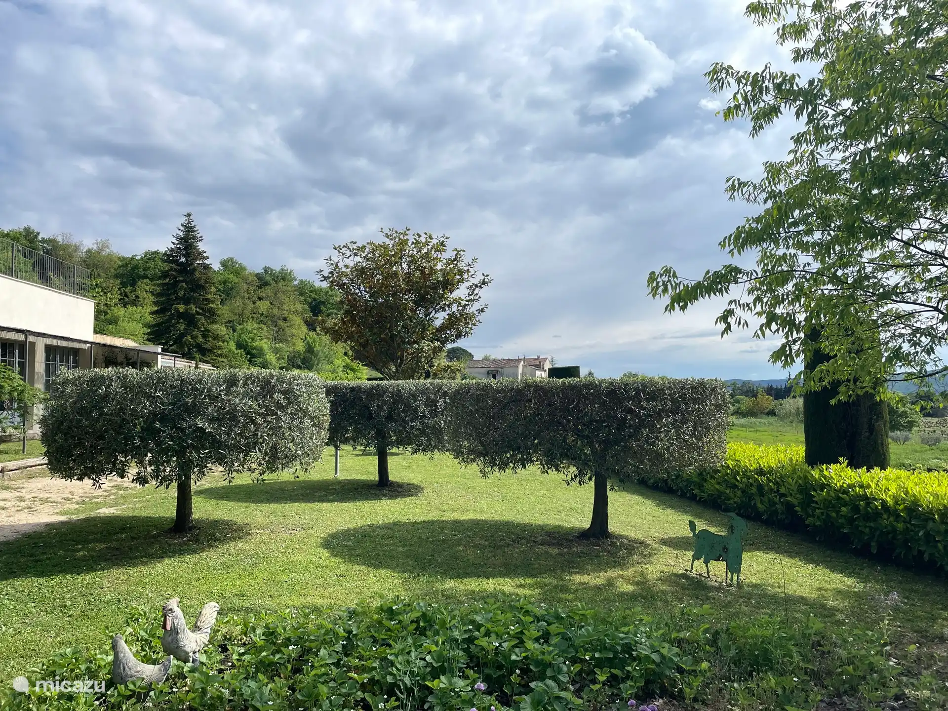 decorative olive trees