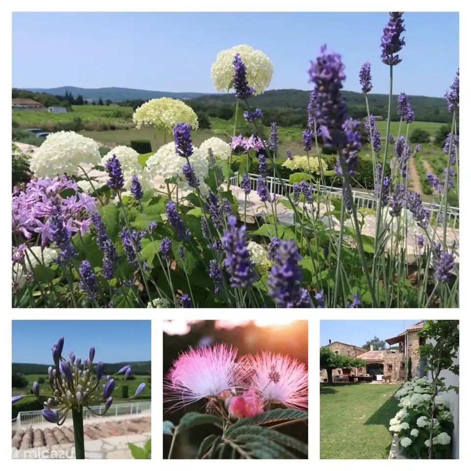 view from the garden