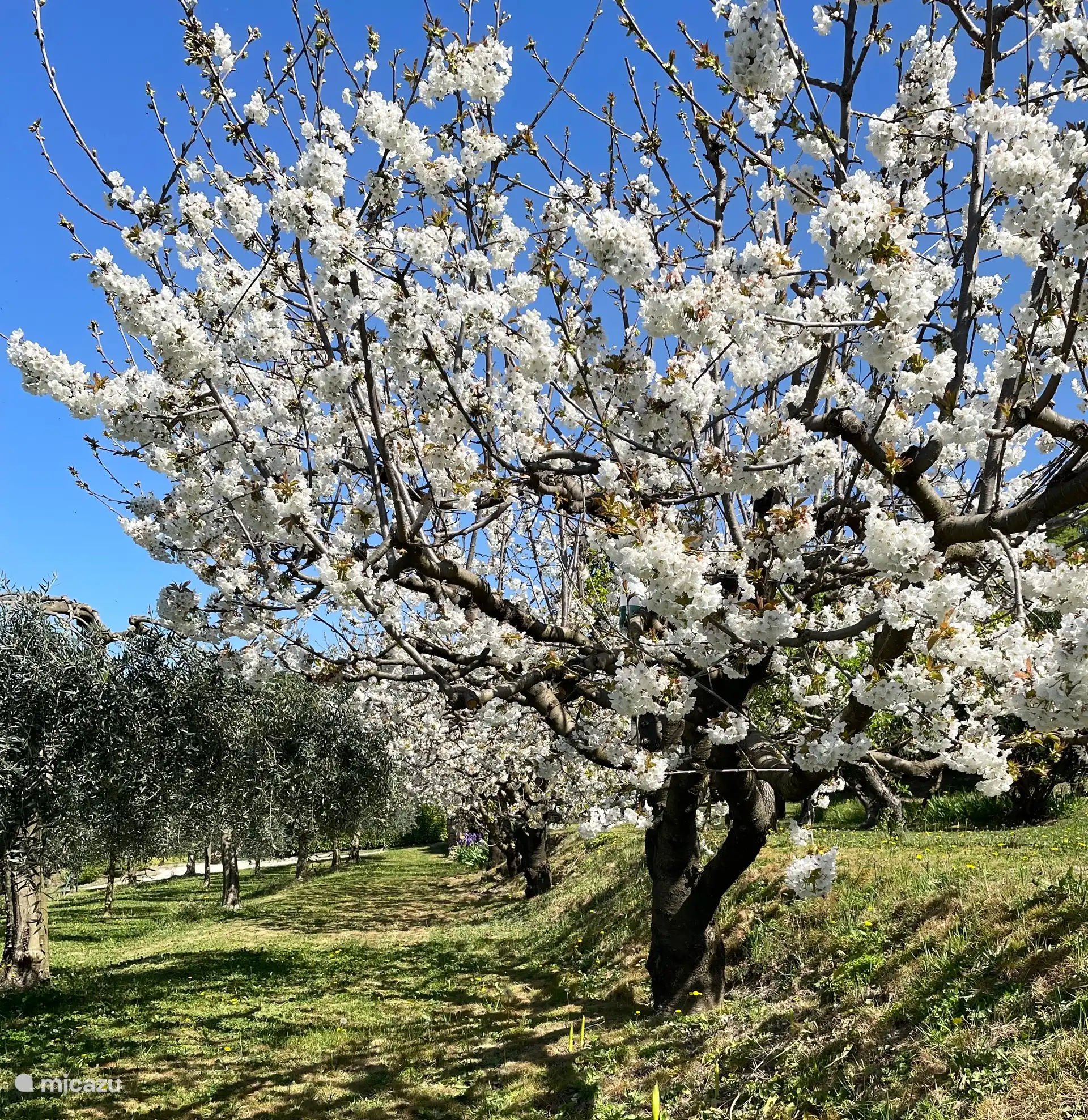 Cerisiers et oliveraies