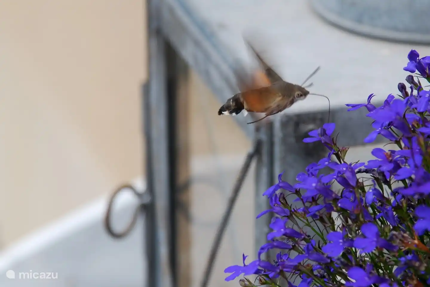 the hummingbird butterfly