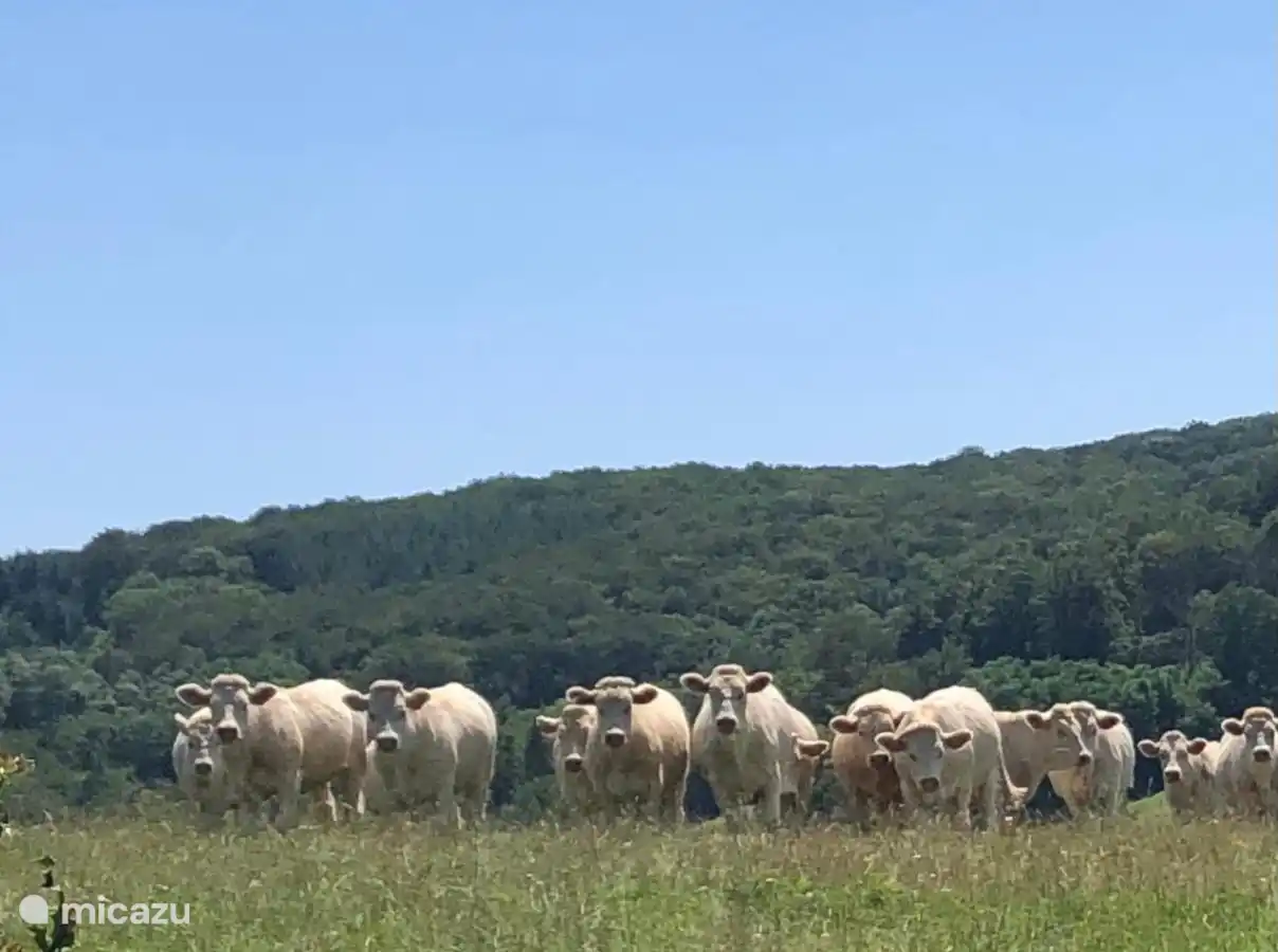 Charolais-Kühe, eine typische Rasse aus der Region