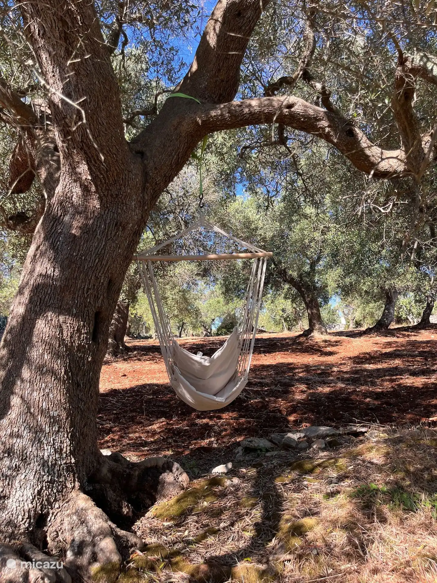 Hängesessel an einem ruhigen Ort zwischen den Bäumen