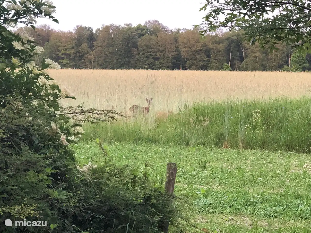 Mit etwas Glück können Sie bei De Boschkerhook Rehe beobachten!