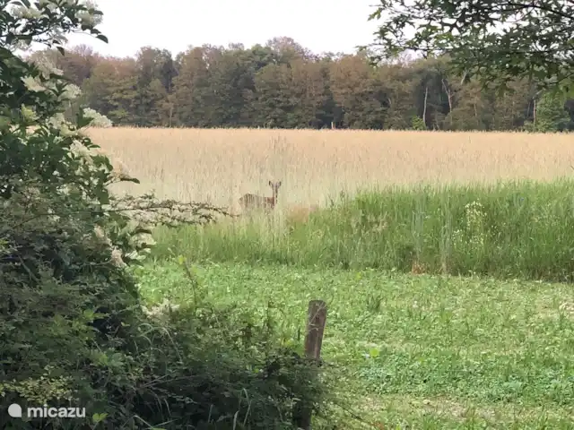 De Boschkerhook huren in Nederland, Gelderland, Vragender - vakantiehuis Met wat geluk zijn er reeën te spotten bij De Boschkerhook!