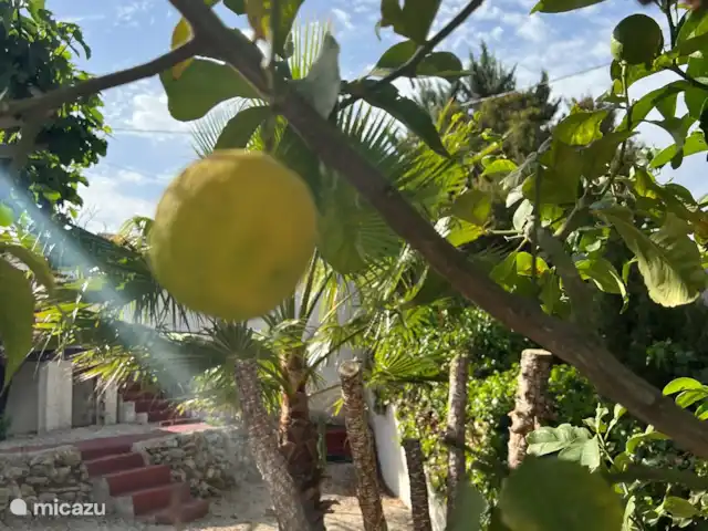 Location de Vacances Espagne, Costa Blanca, Benissa, villa - Villa Savina : Vue mer & Jardin Le jardin méditerranéen.