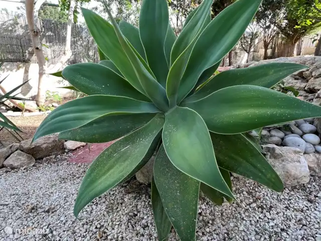 Location de Vacances Espagne, Costa Blanca, Benissa, villa - Villa Savina : Vue mer & Jardin Une des nombreuses plantes méditerranéennes dans le jardin.