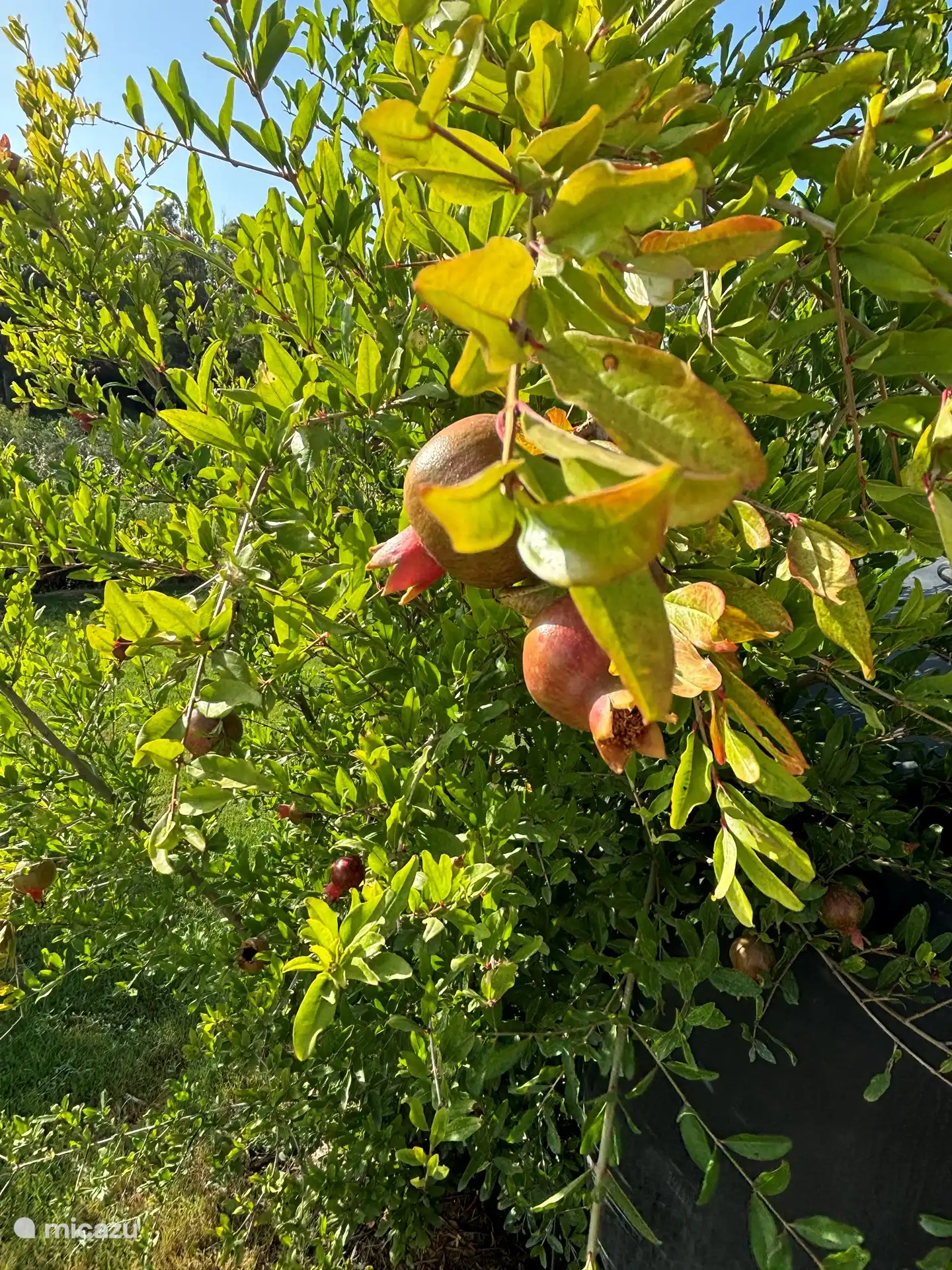 Pomegranates may be picked, fresh herbs also present in the garden.