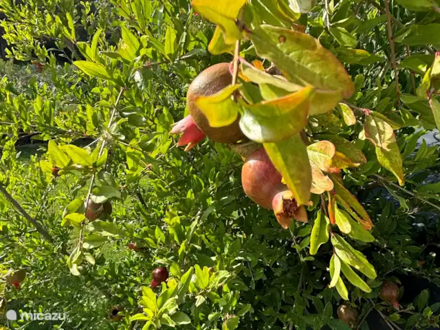 Villa Zaverda en Grecia, Gracia Central, Paleros - villa Se pueden recoger granadas, hierbas frescas también presentes en el jardín.
