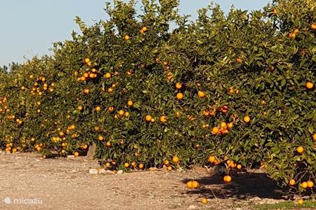 Sinaasappel boomgaarden