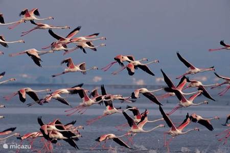 Flamingos entdecken