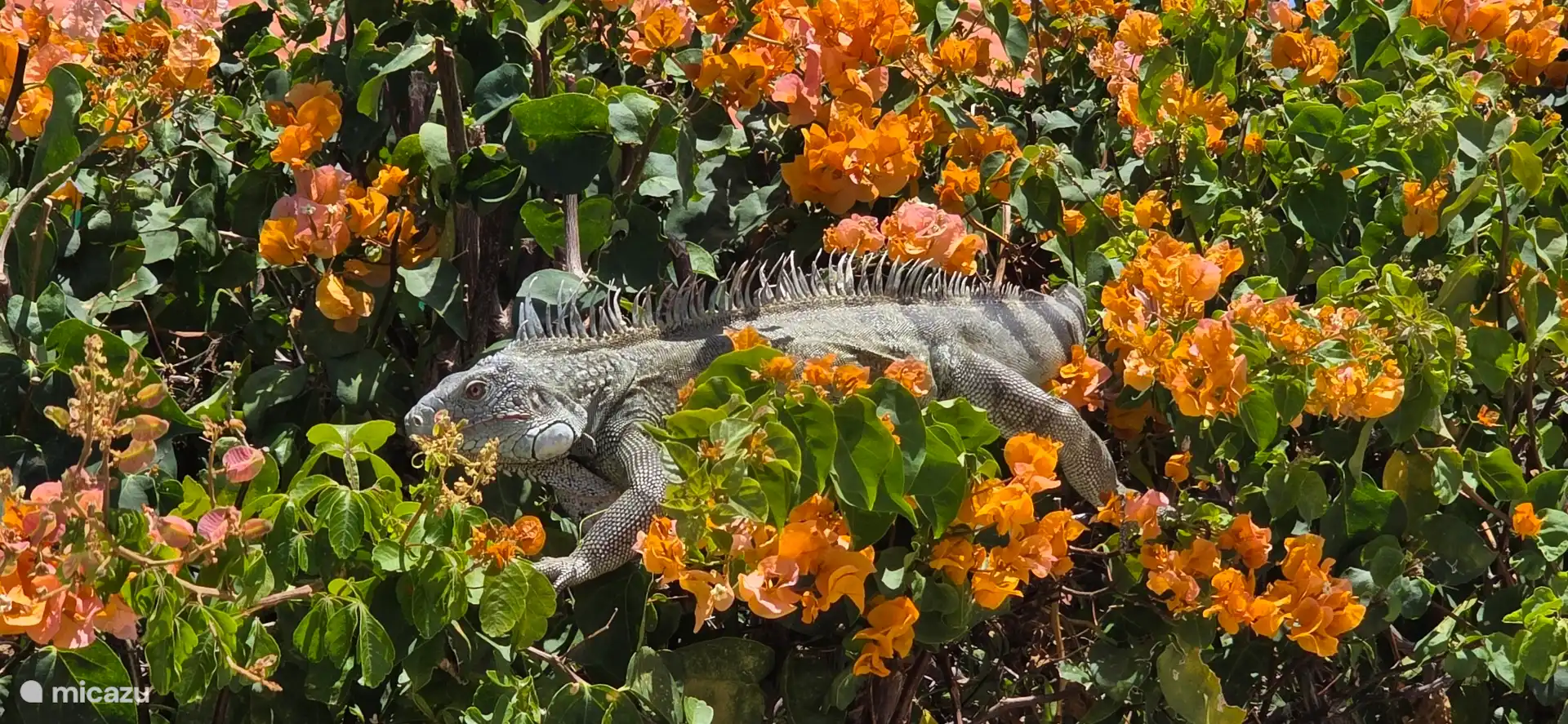 Iguane dans le jardin