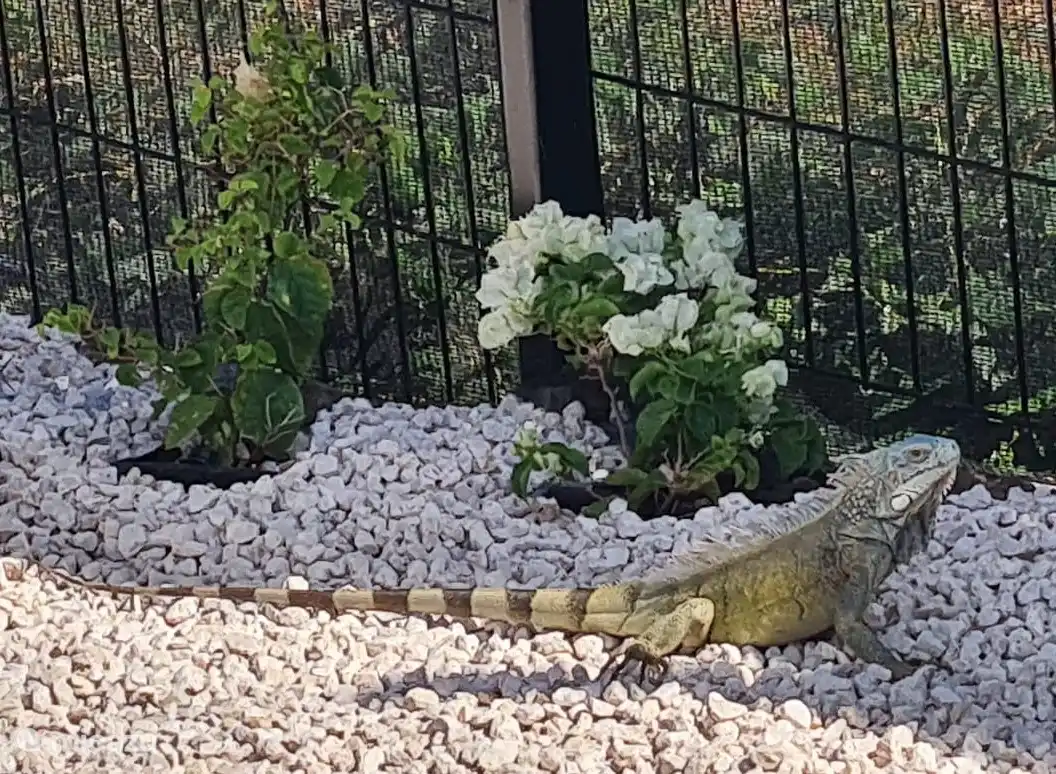 Iguana in the garden 