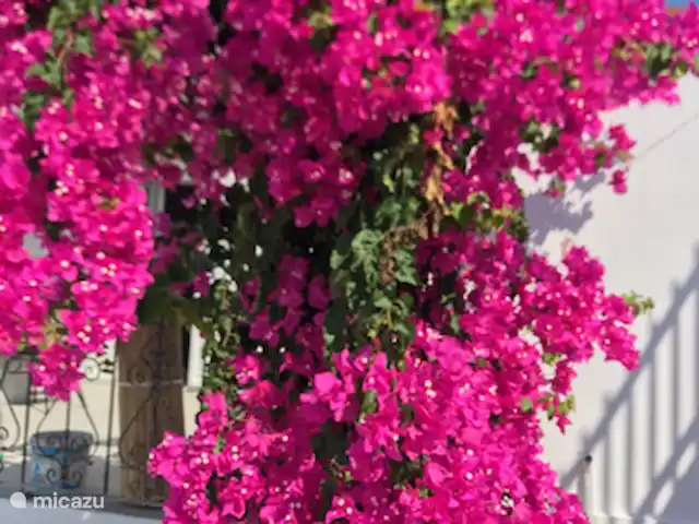 Zomers Buiten | Grèce, Égine, Salamina - villa