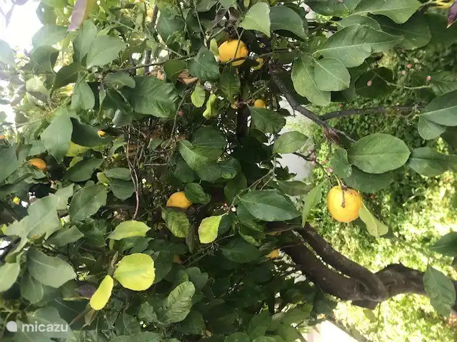 limonero en el jardín