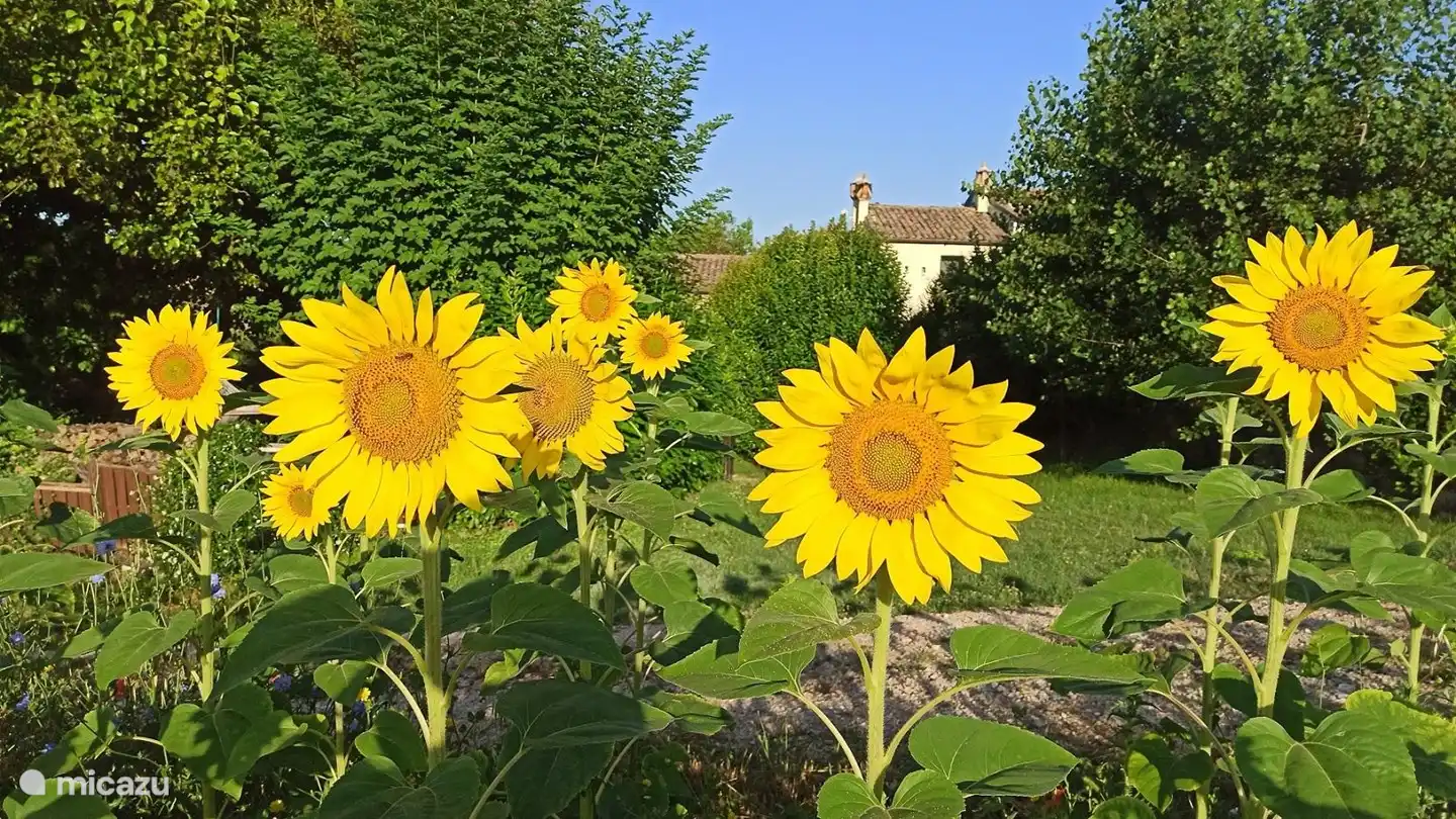 Sonnenblumen rund um die Casa