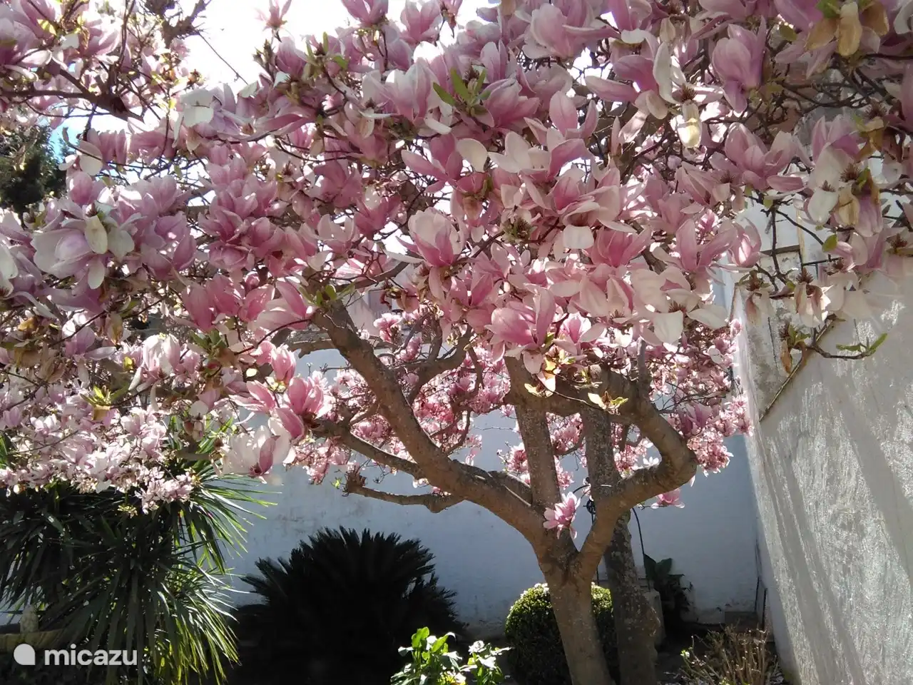 View of the garden on the ground floor
