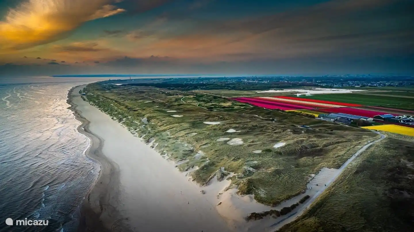 wunderschönes Luftbild der wunderschön gefärbten Blumenzwiebelfelder