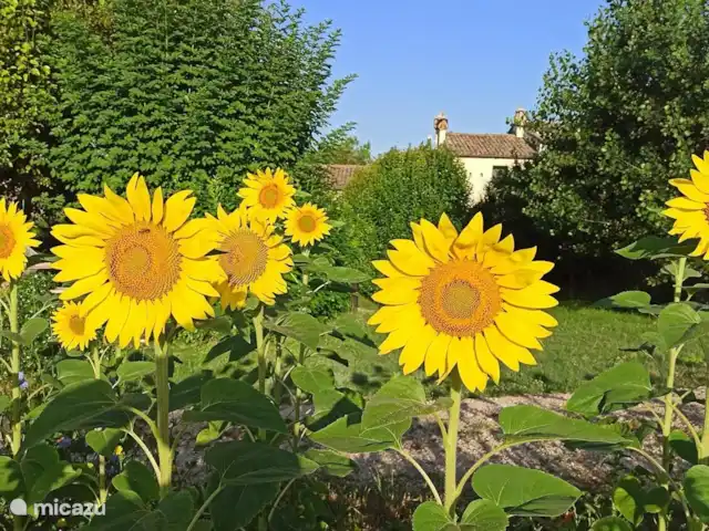 Aplicación Casa dei Sogni d'Oro. San Pedro en Italia, Marche, Arcevia - apartamento girasoles alrededor de la casa