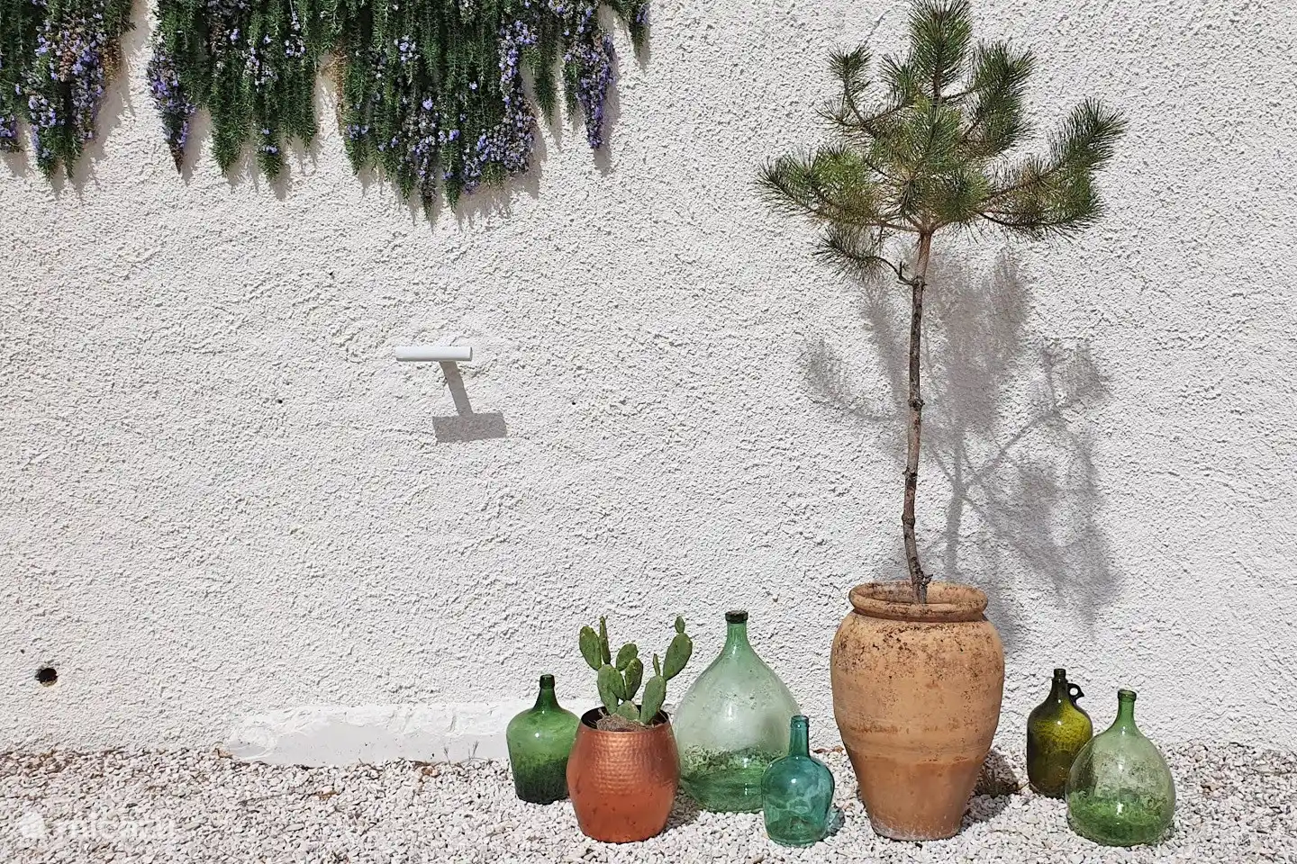 Mediterrane Pflanzen