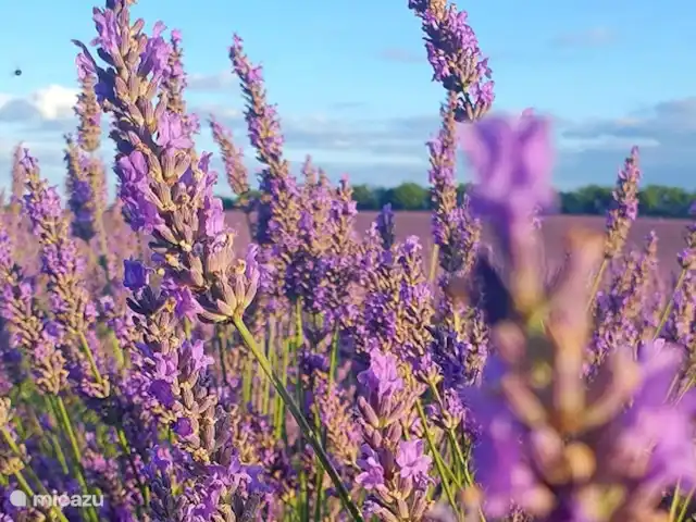 Le Cabernet | France, Lot, Montcuq - gîte / cottage Ça sent si bon