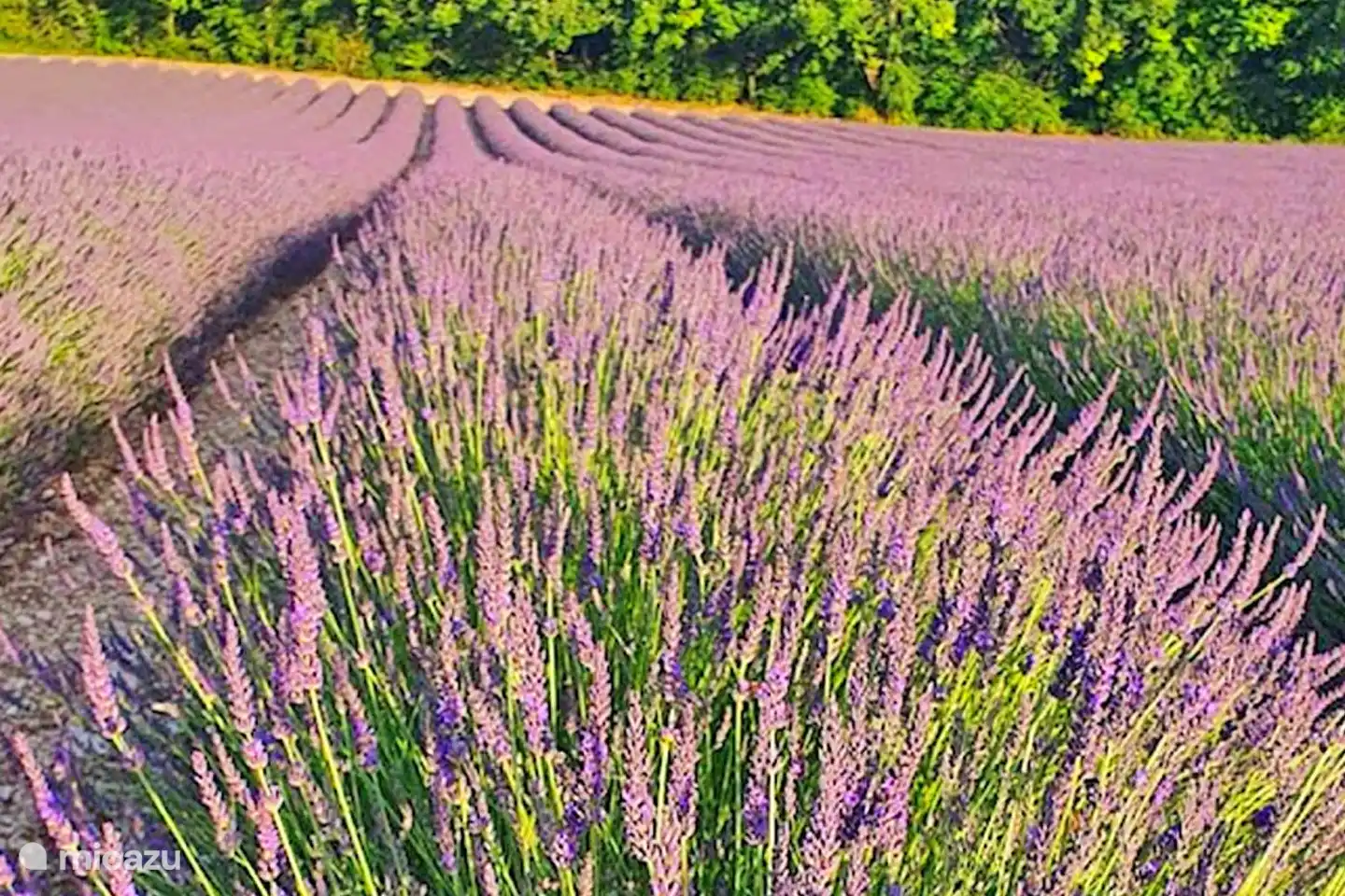 Lavendelfelder