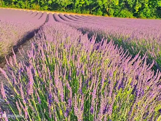 Le Cabernet | France, Lot, Montcuq - gîte / cottage Champs de lavande