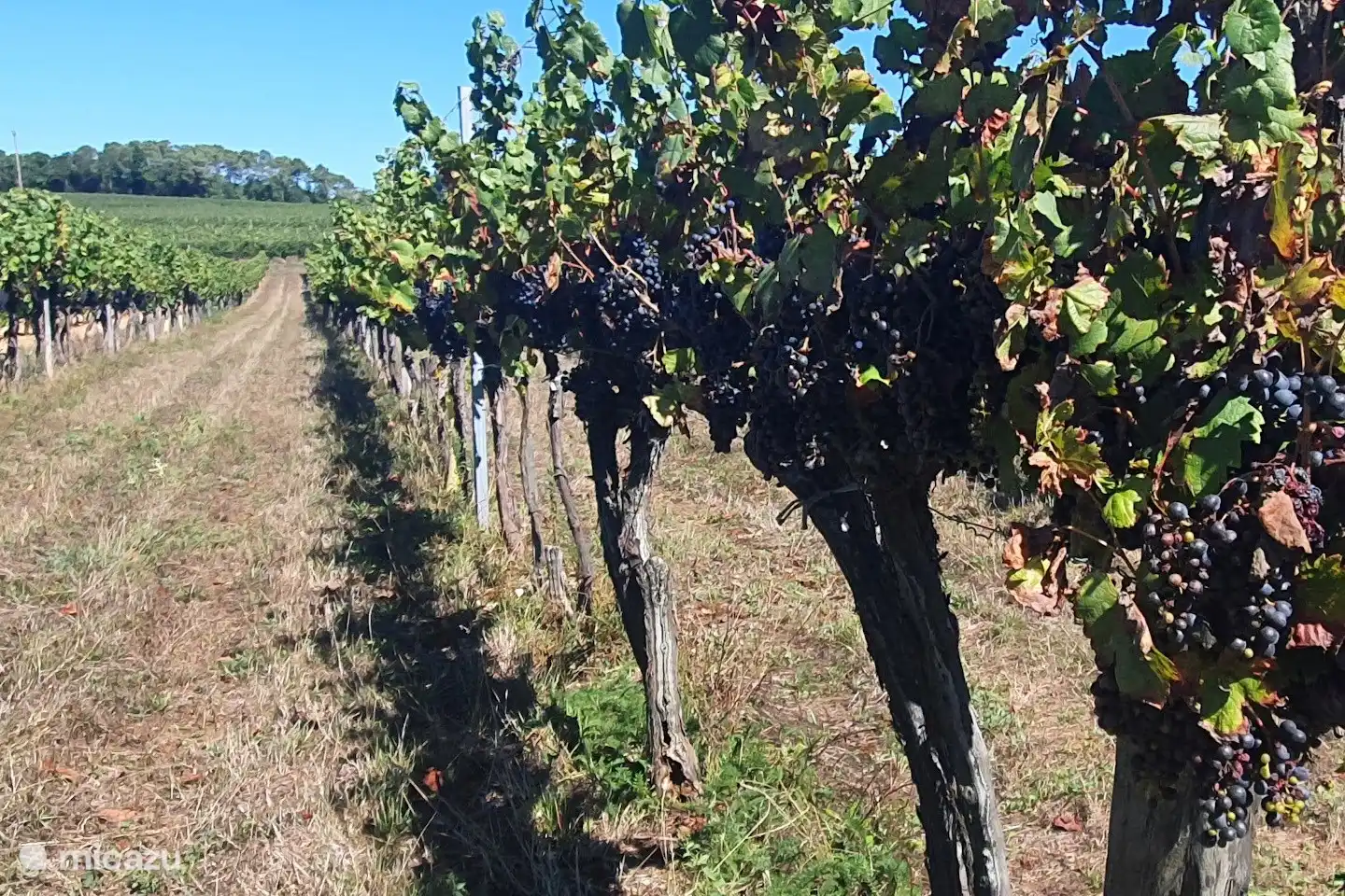 Mitten in den Weinbergen