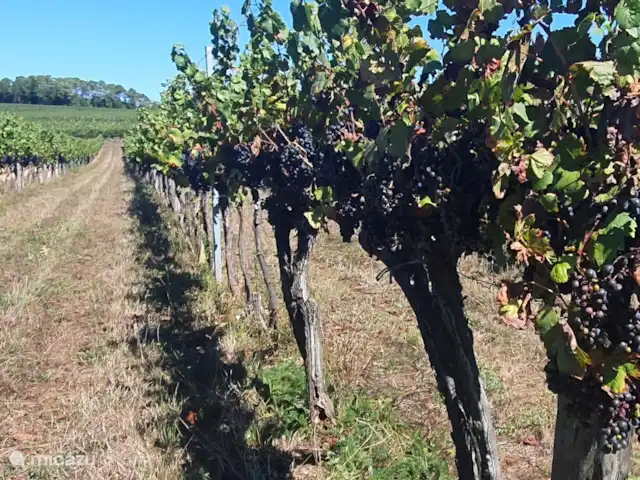 Le Cabernet | France, Lot, Montcuq - gîte / cottage Au milieu des vignes
