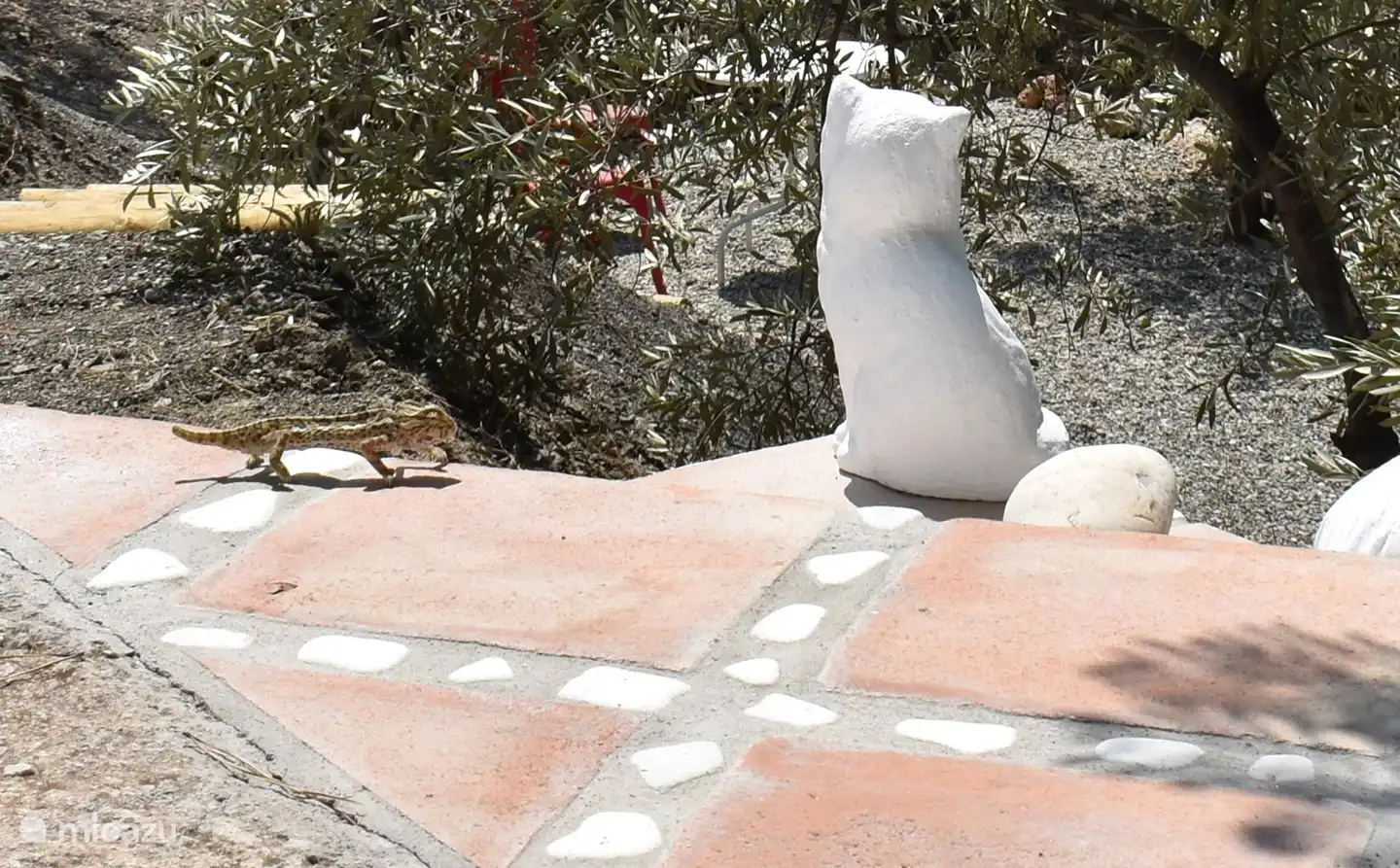 a veces visitas camaleónicas