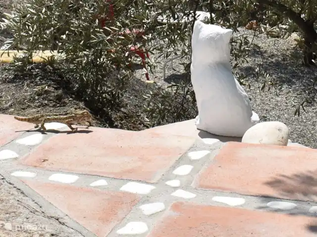 Finca Aguaillo | Espagne, Andalousie, Cómpeta - gîte / cottage parfois des visites caméléons