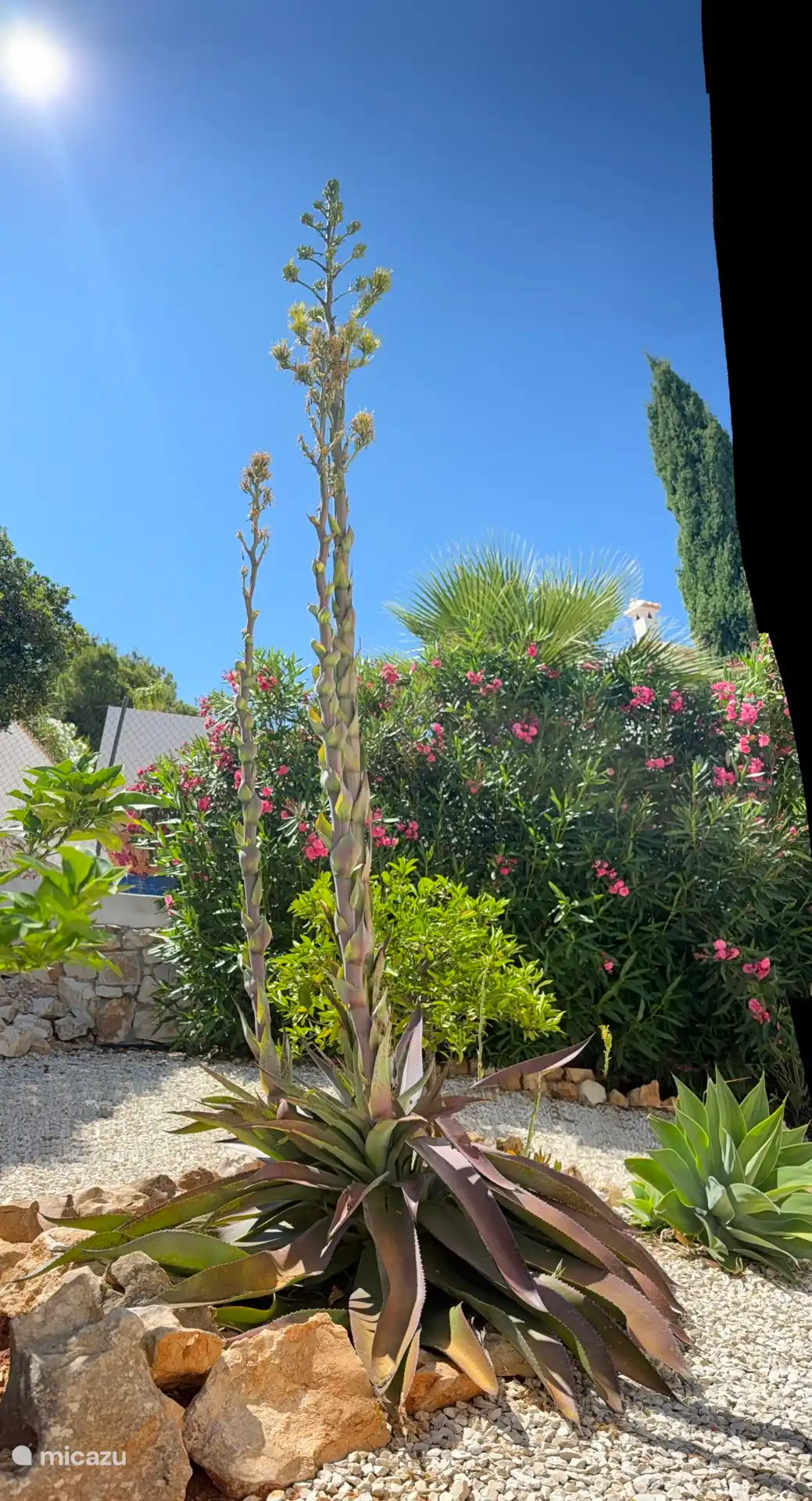 Blühende Agave im Garten