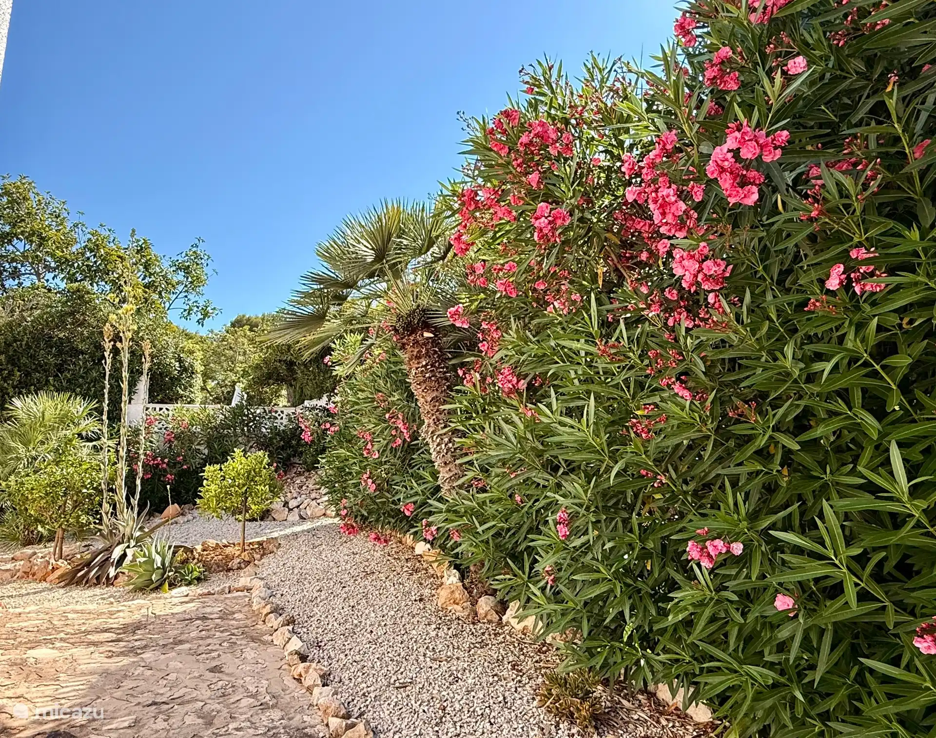 Das ganze Jahr über Blumen, der Garten ist rundherum mit Oleandern in verschiedenen Farben bepflanzt