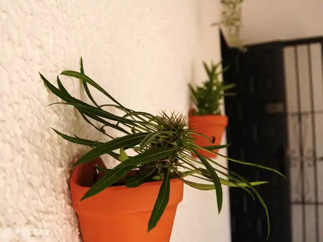 Casa de Isabella  | Espagne, Costa Blanca, Jávea - maison de vacances Véranda