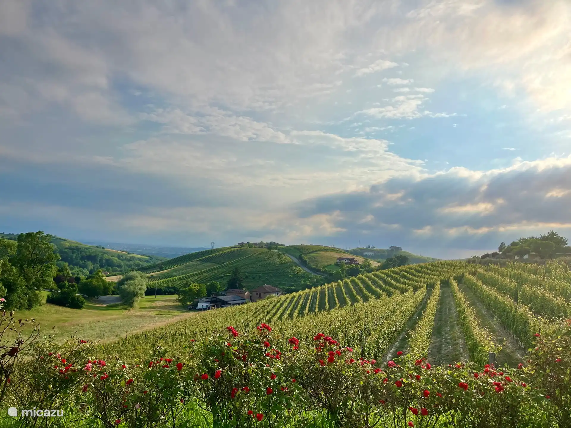 Weinberge in der Nähe von Dogliani