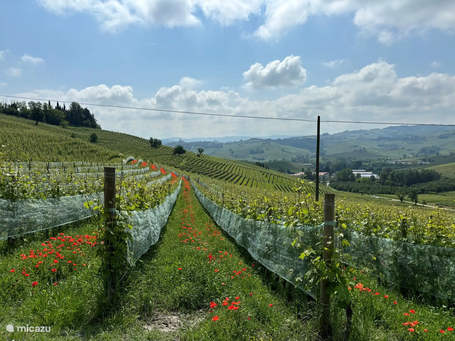 Weinberge in der Nähe von Barolo und La Morra