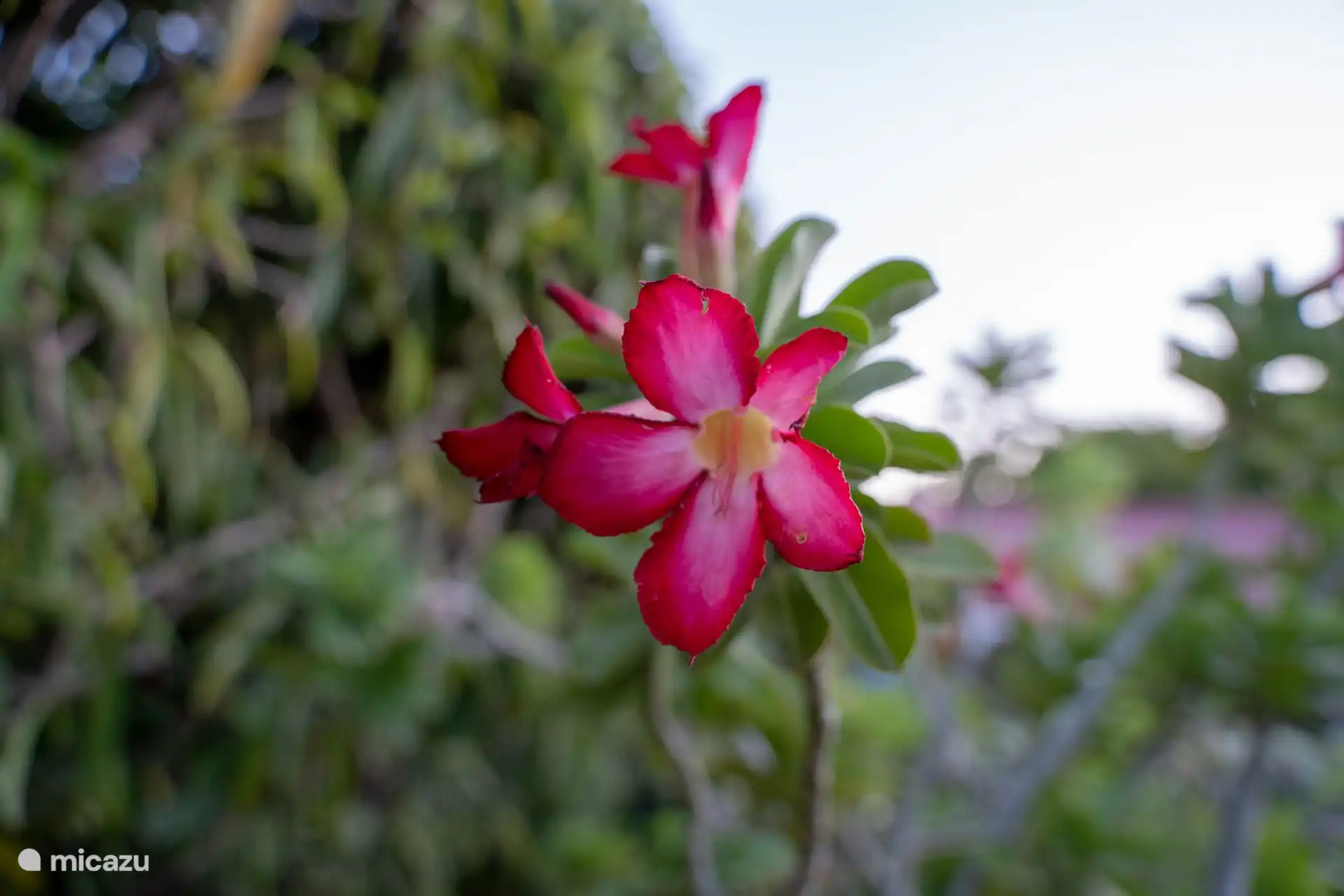 Soft pink flowers in the garden that add a touch of color and natural beauty.