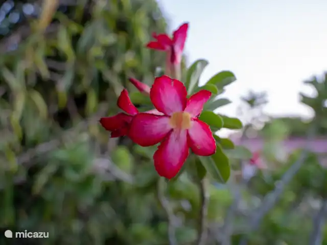 Sundancer Studio | Curaçao, Curaçao-Centre, Boca St. Michiel - studio Des fleurs rose tendre dans le jardin qui ajoutent une touche de couleur et de beauté naturelle.