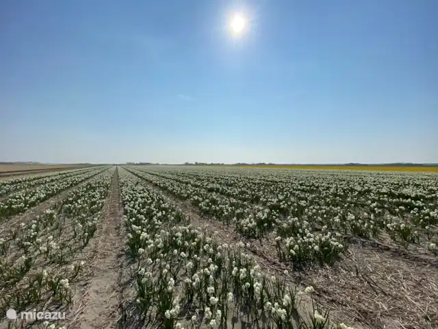 Location de Vacances Pays-Bas, Hollande du Nord, Callantsoog, appartement - Penthouse de Wijde Blick