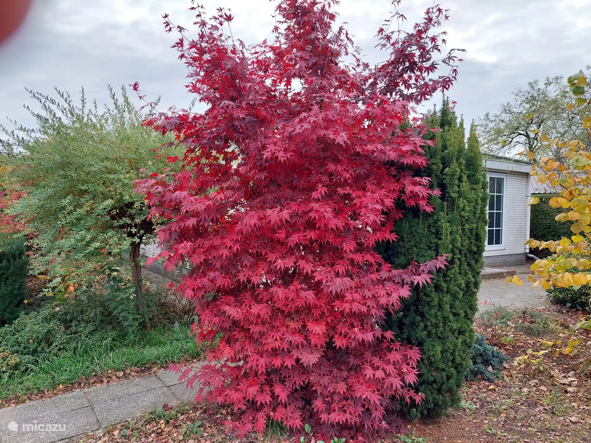 De belles couleurs dans le jardin en automne...