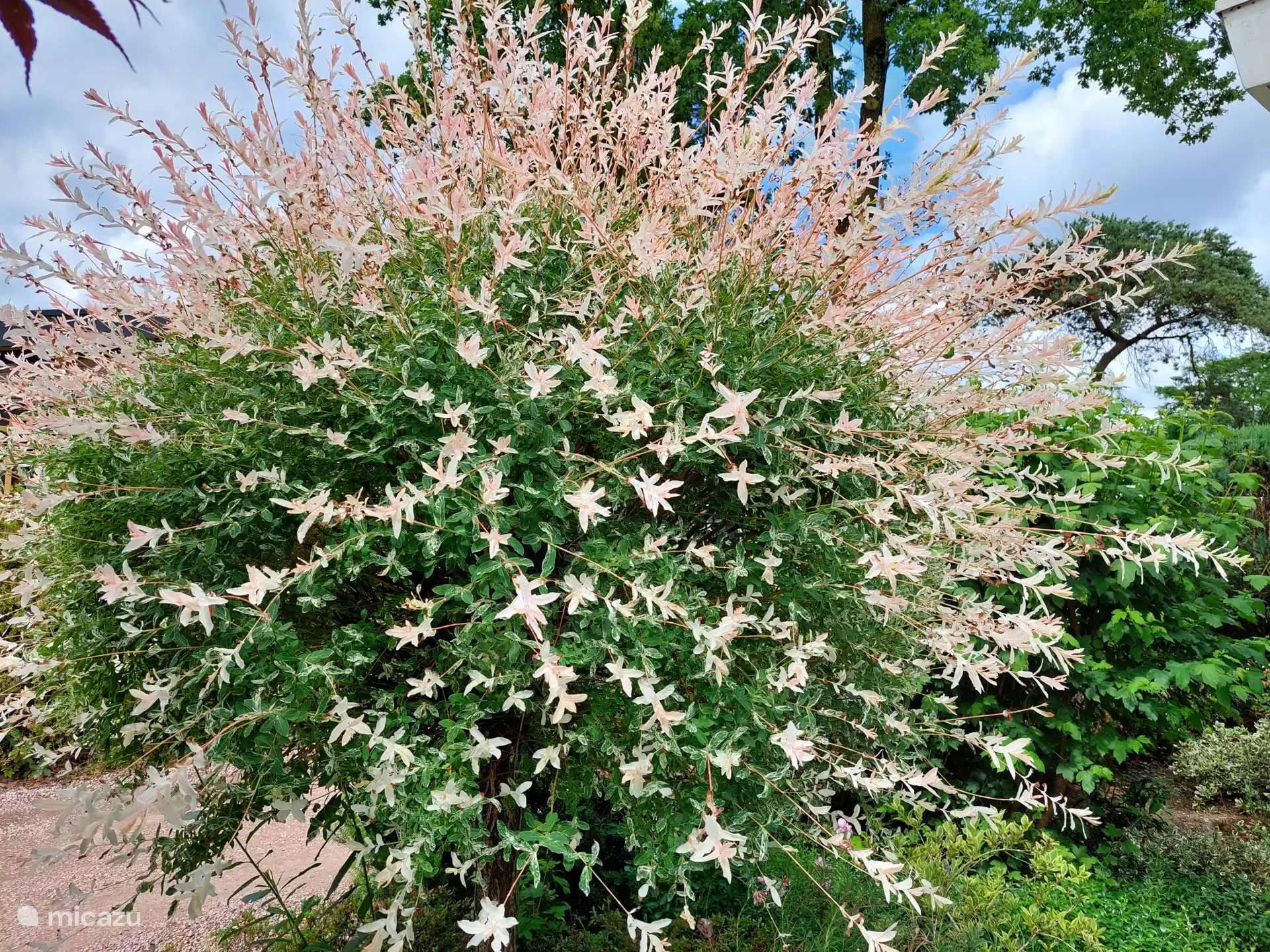 Été