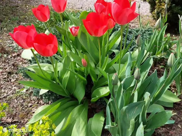 Comfort chalet nr.19 huren in Nederland, Gelderland, Putten - vakantiehuis Prachtige tulpen in het voorjaar