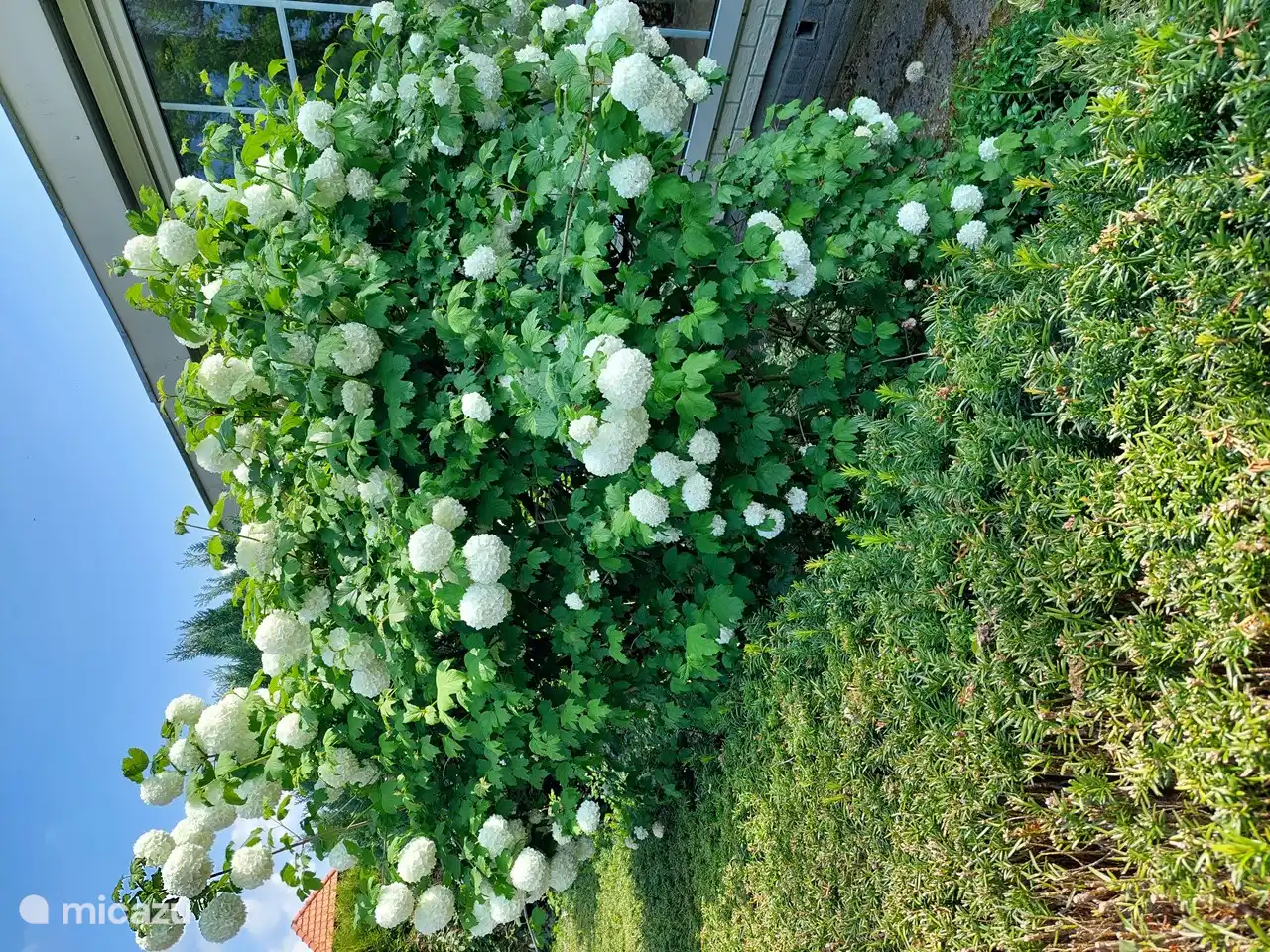 Belles fleurs, arbres et plantes