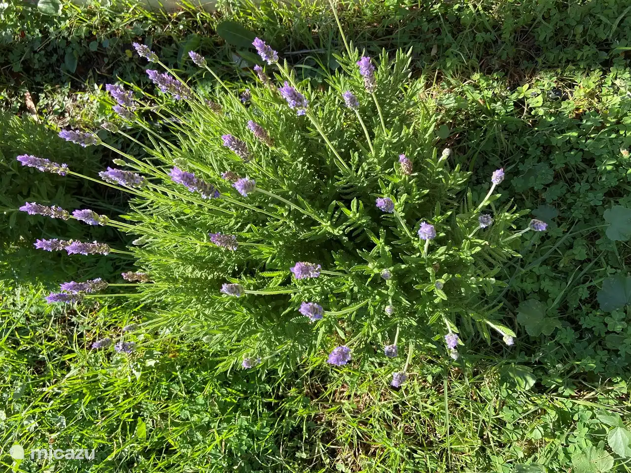 Lavanda en flor