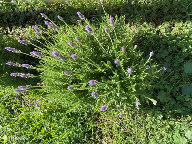 Location de Vacances Espagne, Andalousie, Monda, gîte / cottage - Casita confortable pour les amoureux de la nature Lavande en fleurs