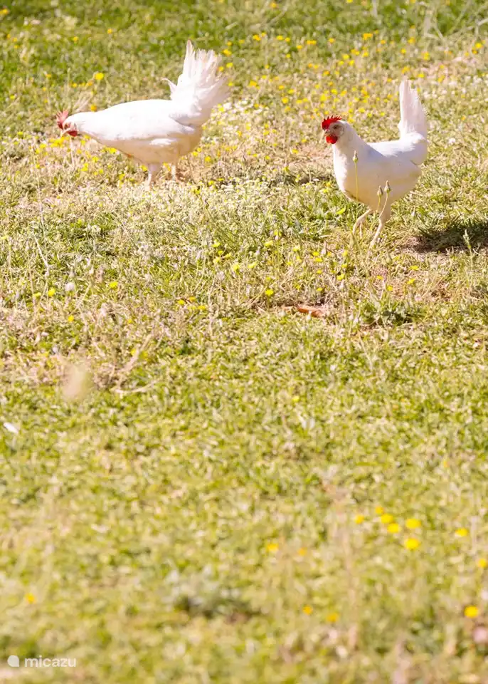 Nuestras gallinas deambulan libremente por la propiedad.