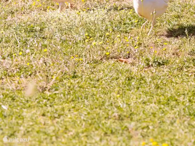 Location de Vacances Espagne, Andalousie, Monda, gîte / cottage - Casita confortable pour les amoureux de la nature Nos poules sont en liberté sur la propriété