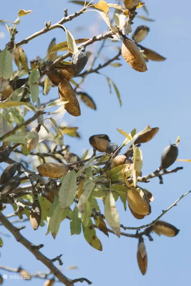 Almendros en nuestra propiedad.