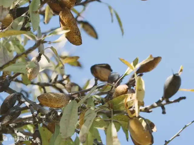 Location de Vacances Espagne, Andalousie, Monda, gîte / cottage - Casita confortable pour les amoureux de la nature Amandiers sur notre propriété