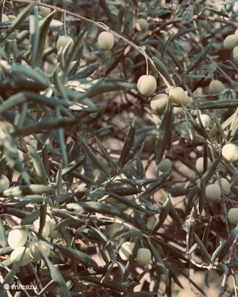 Olivos en nuestra propiedad.