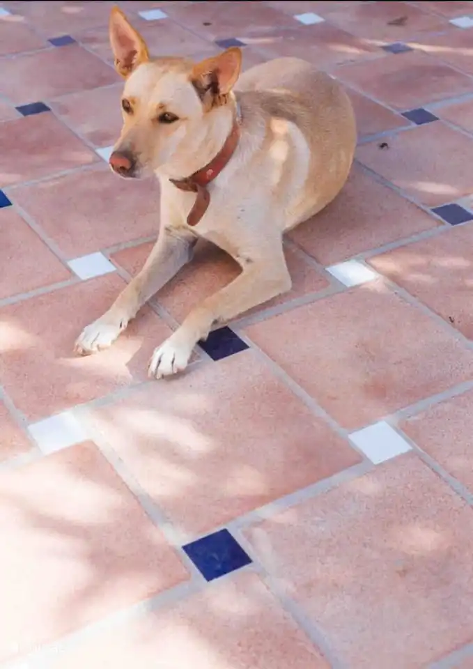 Nuestra perrita Rubi pasea libremente por el recinto. El perro más dulce.